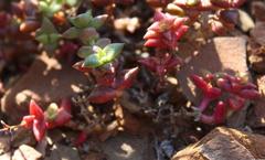 Crassula capitella