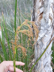 Machaerina articulata