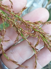 Machaerina articulata