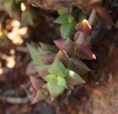 Crassula capitella