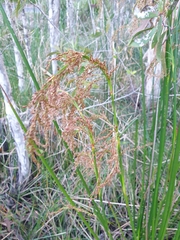 Machaerina articulata