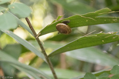 Quantula striata