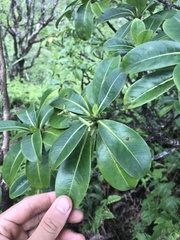 Psychotria mariniana