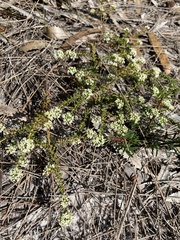 Micromyrtus littoralis