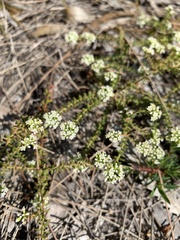 Micromyrtus littoralis