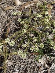 Micromyrtus littoralis
