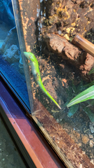 Phelsuma