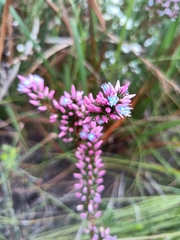 Andersonia caerulea