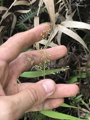 Isachne distichophylla