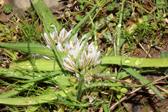 Allium chamaemoly