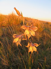 Gladiolus longicollis longicollis