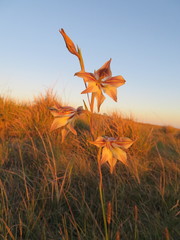 Gladiolus longicollis longicollis