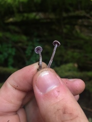 Cortinarius pulchellus