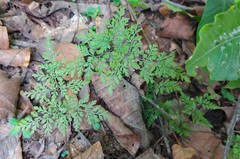 Cheilanthes tenuifolia
