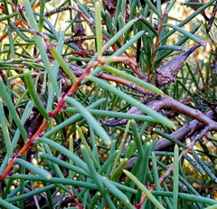 Hakea teretifolia
