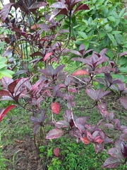 Graptophyllinae