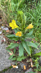 Oenothera