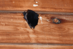 Chalinolobus picatus