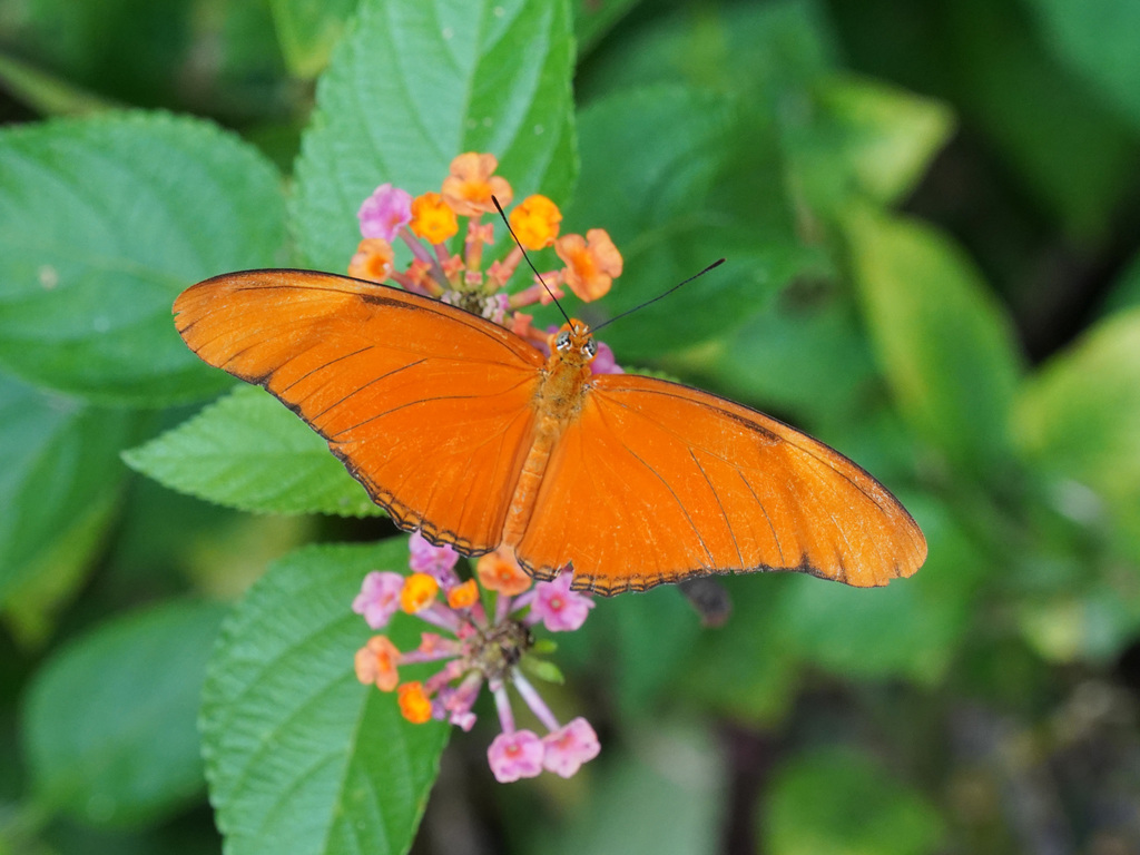 Julia butterfly (Dryas iulia)