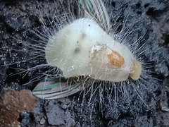 Entomophthoraceae