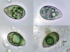 Entomophthoraceae