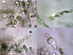 Entomophthoraceae
