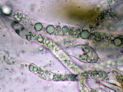 Entomophthoraceae