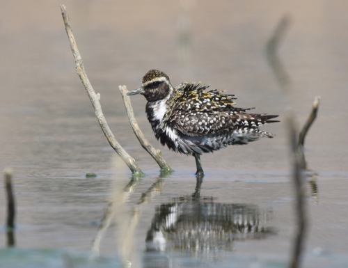 Pacific Golden-Plover