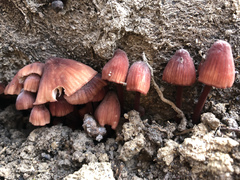 Mycena kuurkacea