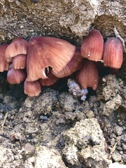 Mycena kuurkacea