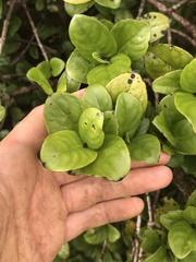 Kadua