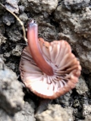 Mycena kuurkacea