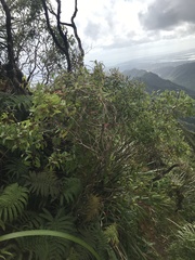 Metrosideros tremuloides