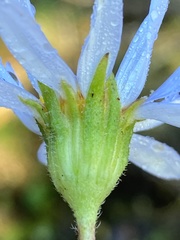 Felicia amelloides