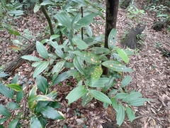 Cinnamomum austrosinense