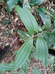 Cinnamomum austrosinense