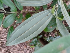 Cinnamomum austrosinense