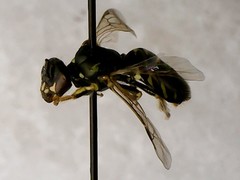 Perdita octomaculata