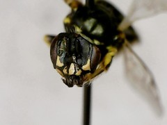 Perdita octomaculata