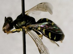 Perdita octomaculata