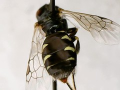 Perdita octomaculata