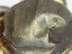 Perdita octomaculata