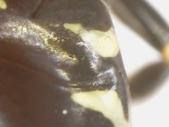 Perdita octomaculata