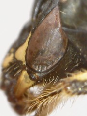 Perdita octomaculata