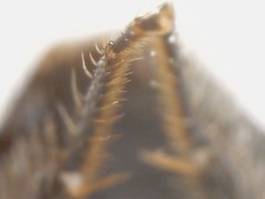 Perdita octomaculata