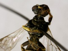 Perdita octomaculata