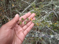 Flueggea verrucosa
