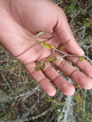 Flueggea verrucosa
