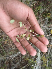 Flueggea verrucosa