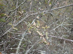 Gymnosporia nemorosa